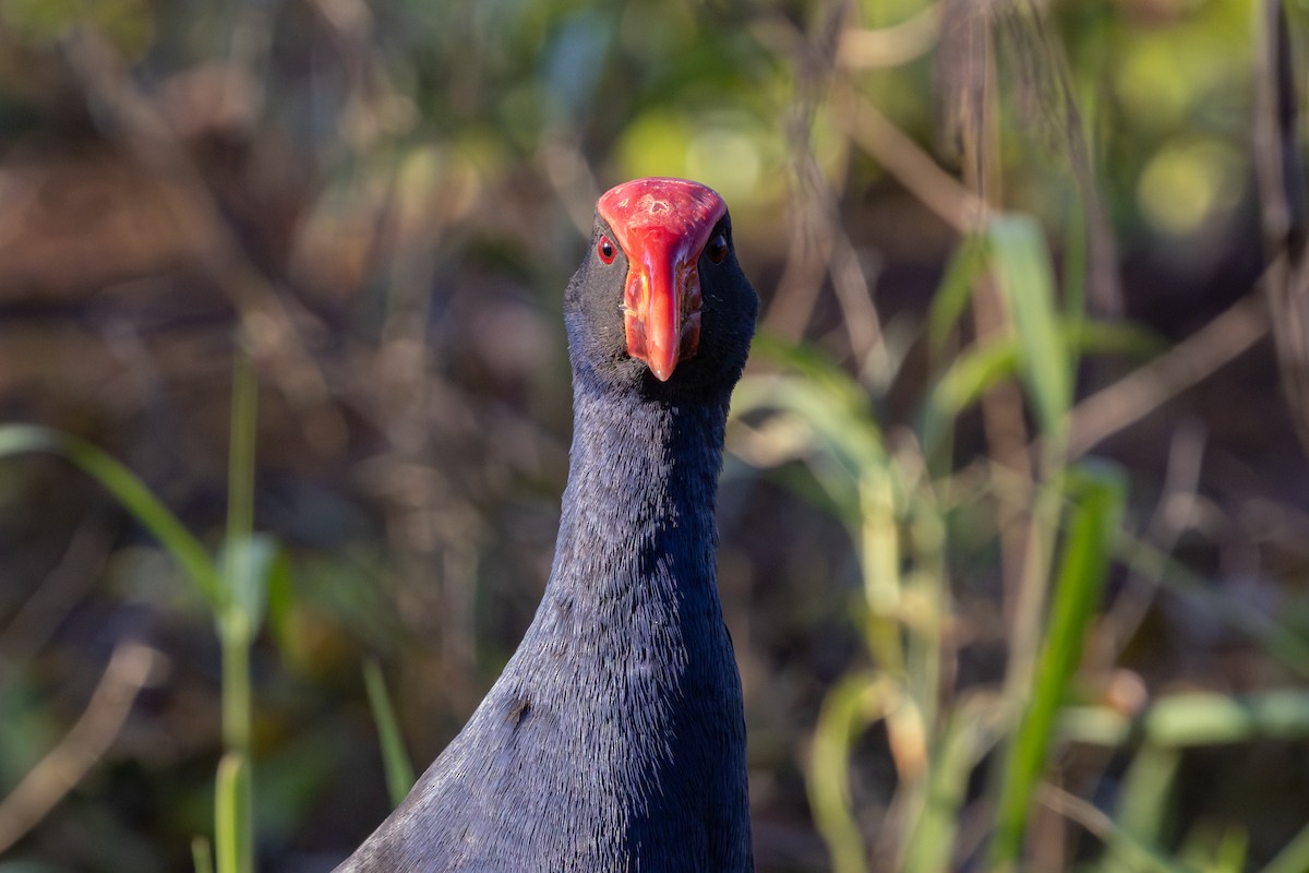 Australasian Swamphen - ML624069368