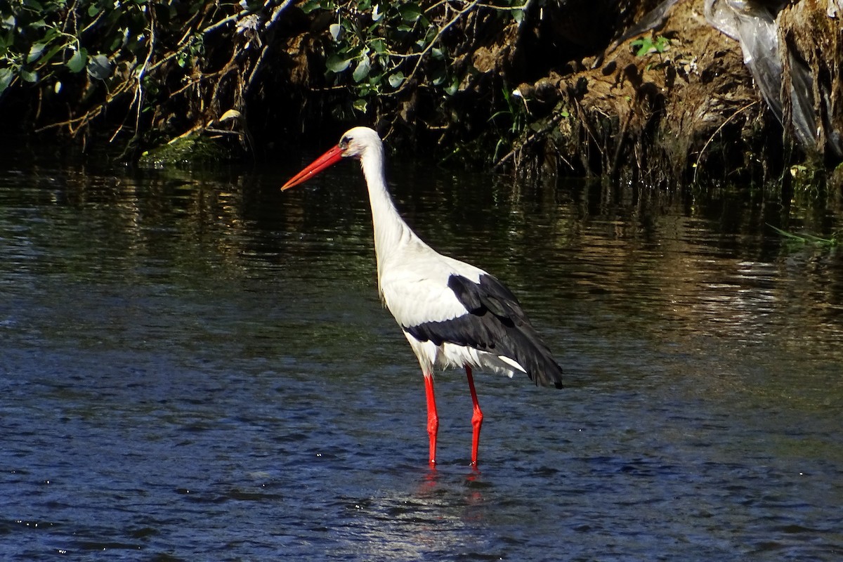 Cigogne blanche - ML624069372