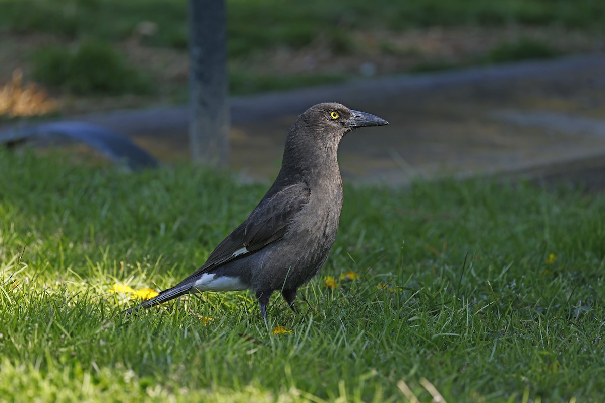 Pied Currawong - ML624069376