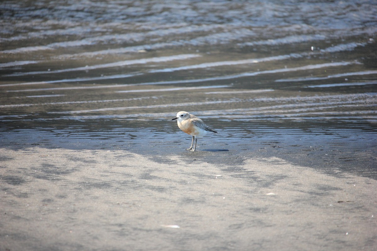 Red-breasted Dotterel - ML624069382