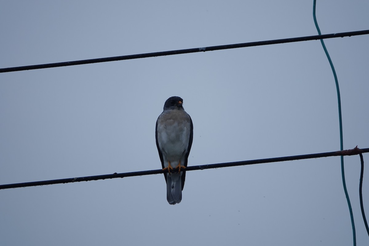 Chinese Sparrowhawk - ML624069383