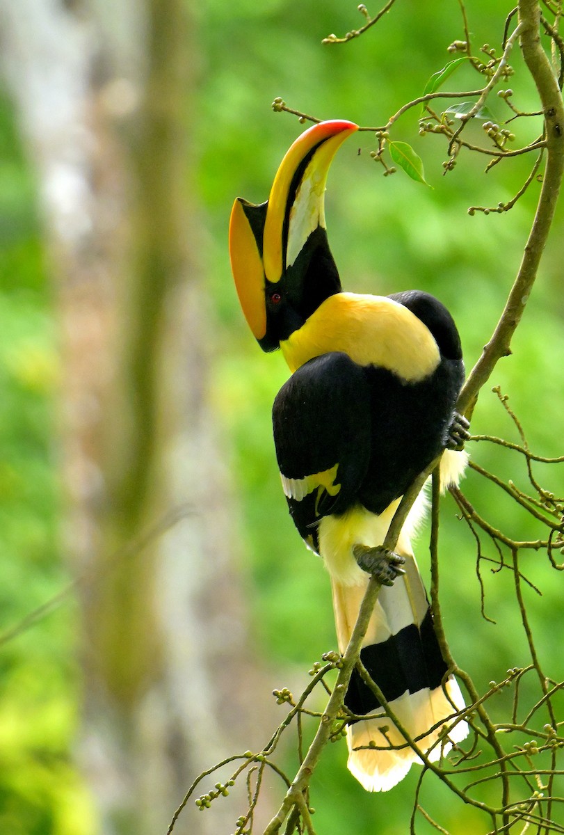 Great Hornbill - ML624069384