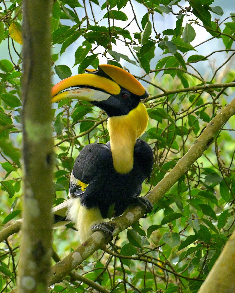 Great Hornbill - ML624069385