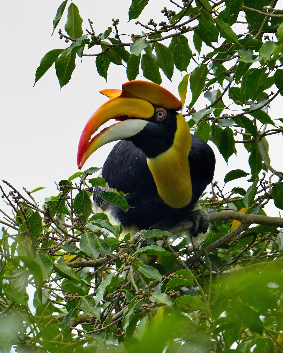 Great Hornbill - ML624069386