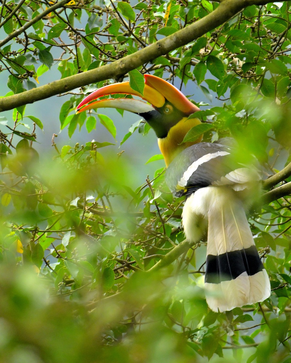 Great Hornbill - ML624069387