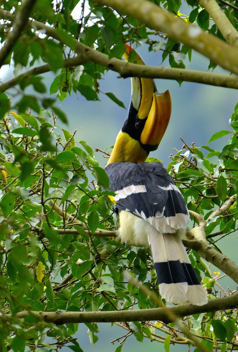 Great Hornbill - ML624069388