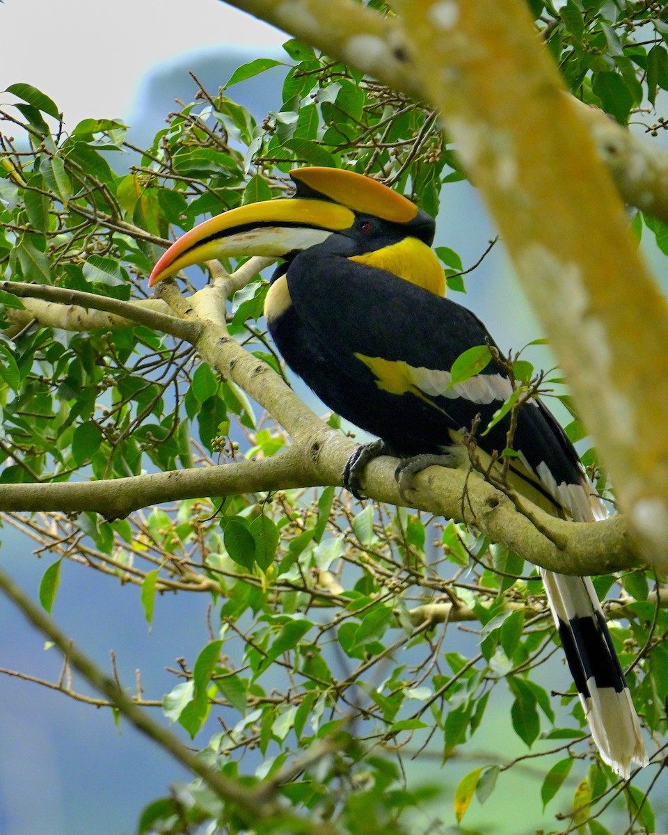 Great Hornbill - ML624069389