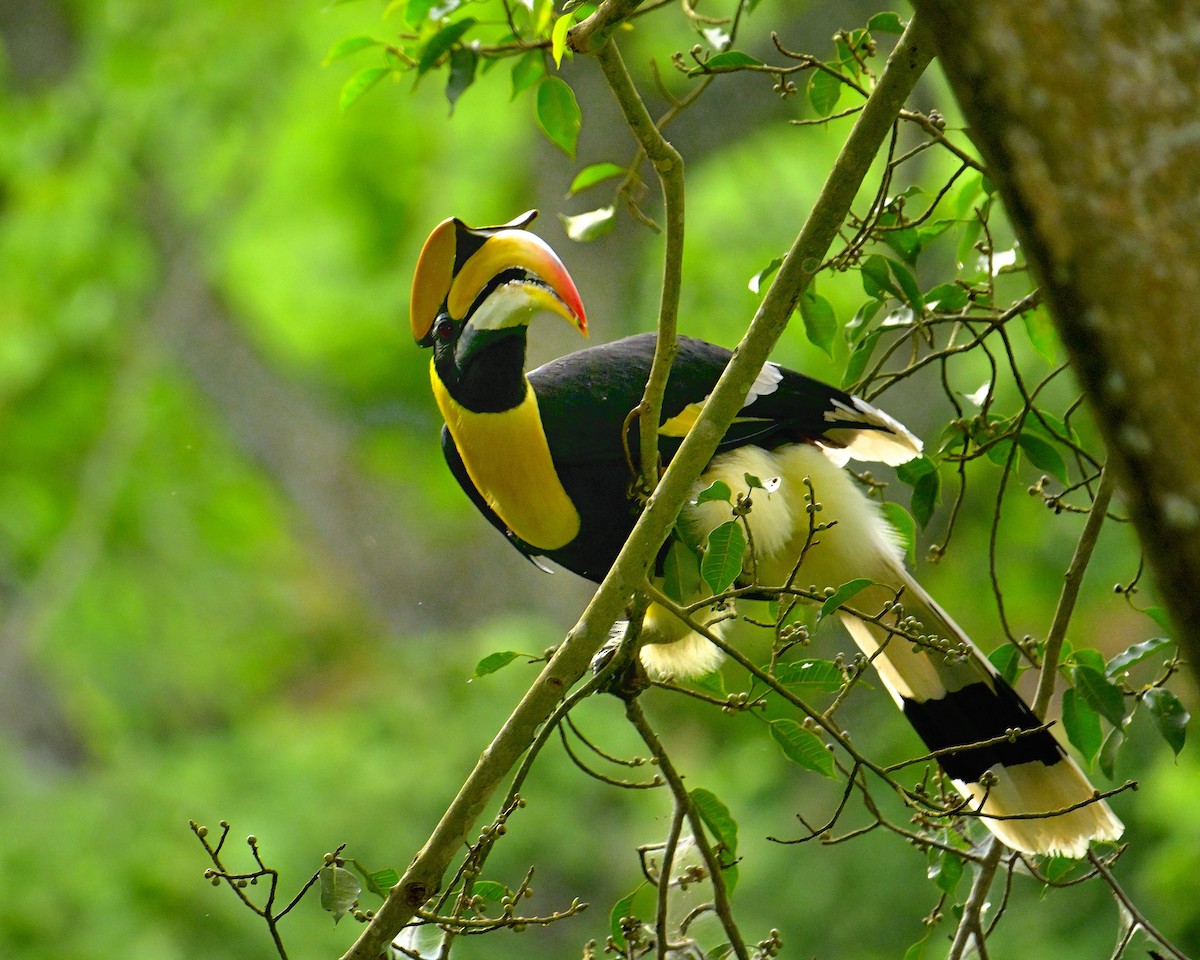 Great Hornbill - ML624069390