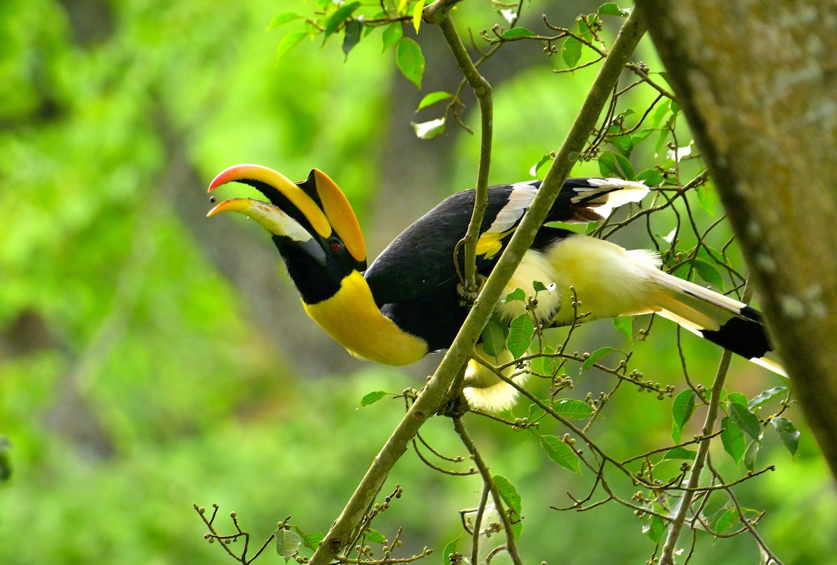 Great Hornbill - ML624069391