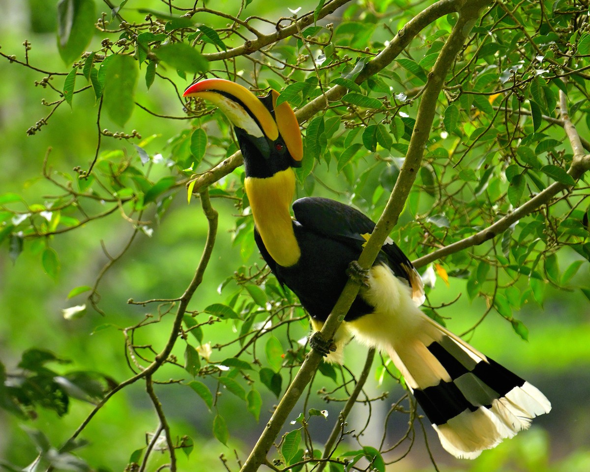 Great Hornbill - ML624069394