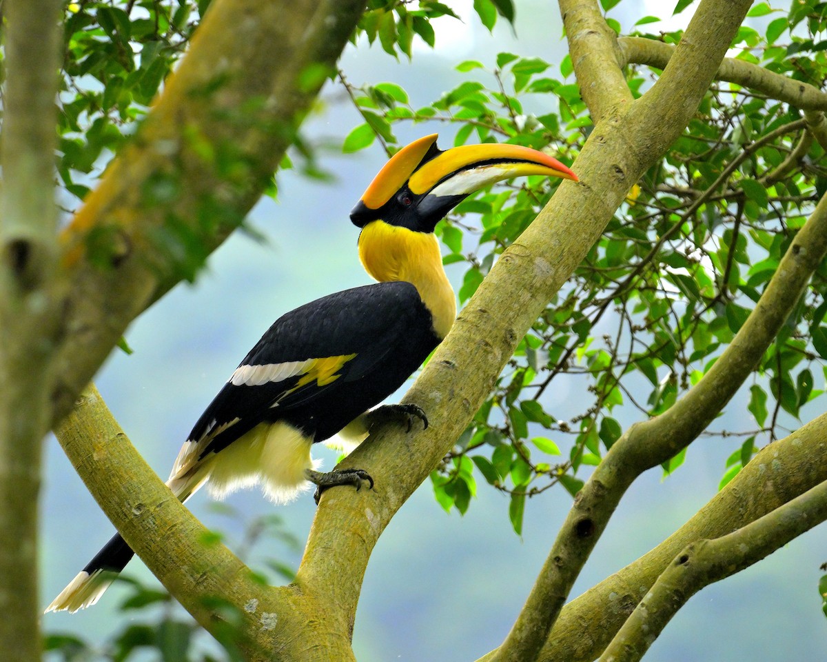 Great Hornbill - ML624069395