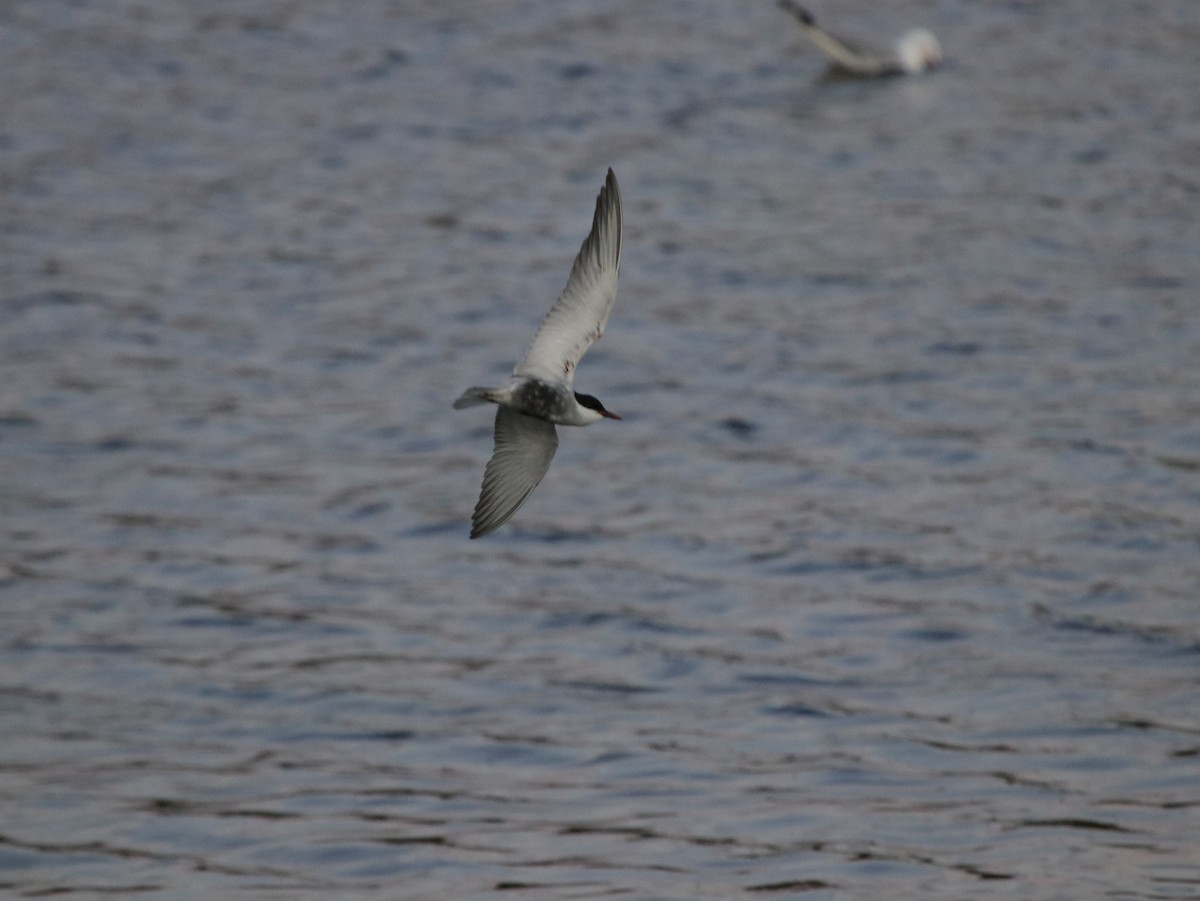 Whiskered Tern - ML624069396