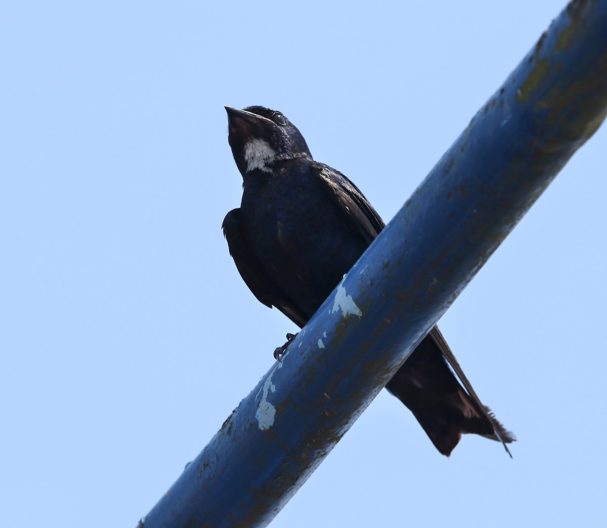 White-throated Blue Swallow - ML624069405