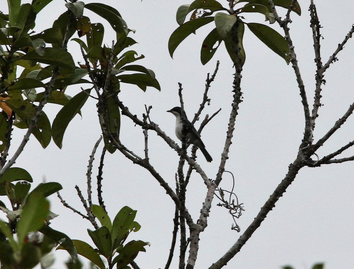 African Forest-Flycatcher - ML624069406