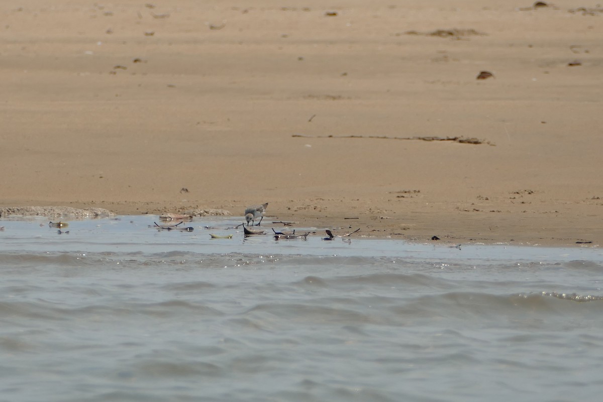 Red-necked Stint - ML624069407