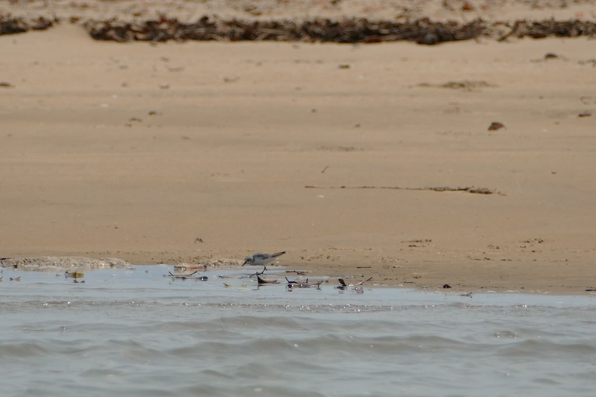 Red-necked Stint - ML624069408