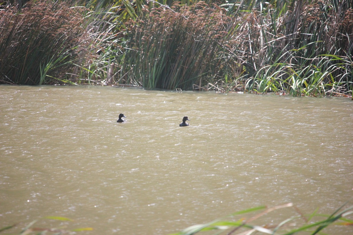 New Zealand Scaup - ML624069409