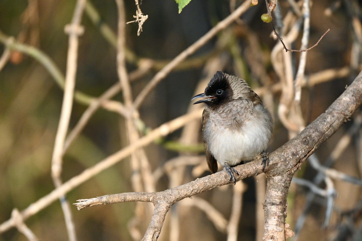 Common Bulbul (Dark-capped) - ML624069410