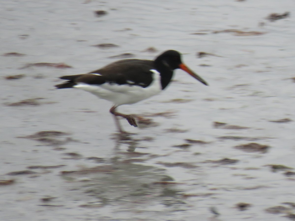 Eurasian Oystercatcher - ML624069411