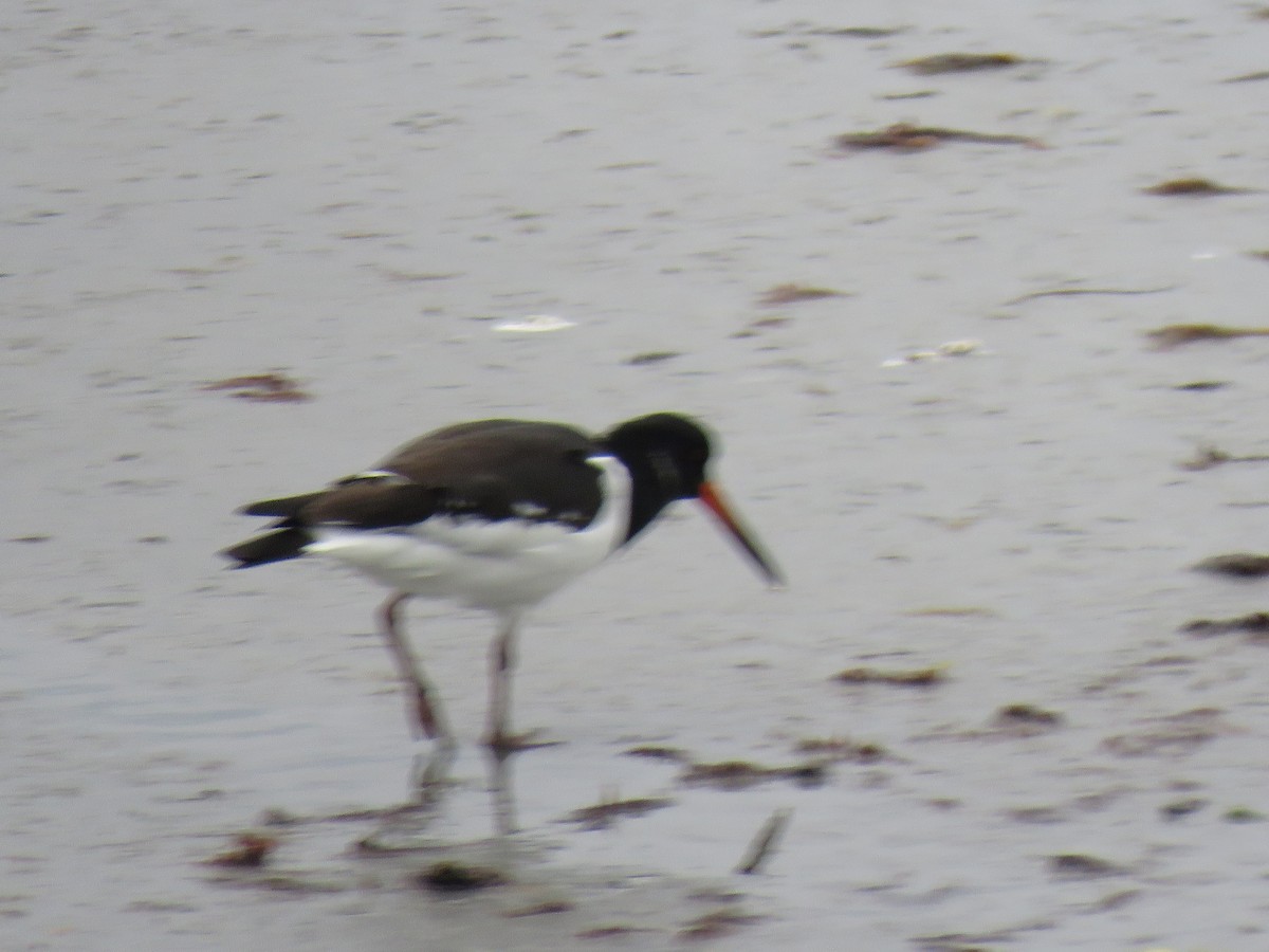 Eurasian Oystercatcher - ML624069412