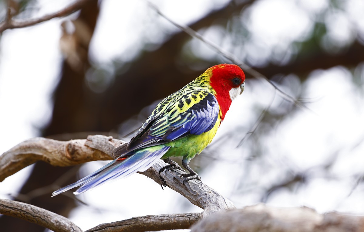 Eastern Rosella - ML624069413