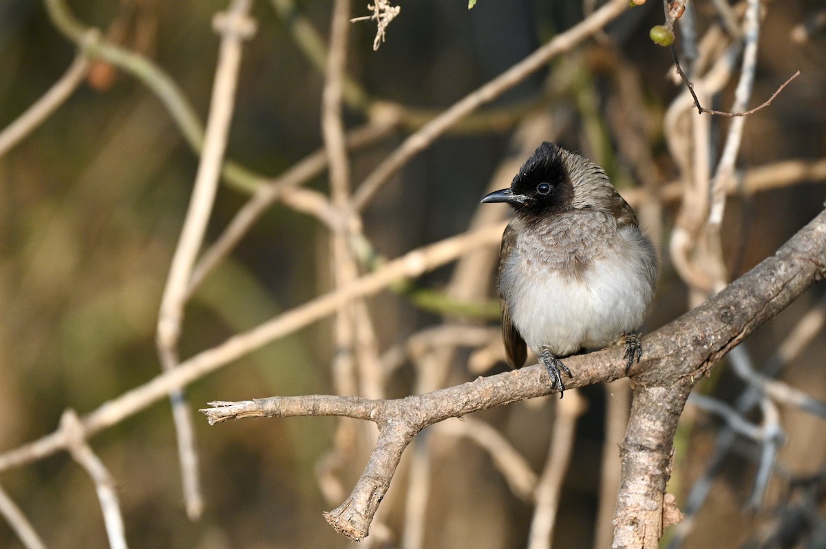 Common Bulbul (Dark-capped) - ML624069414