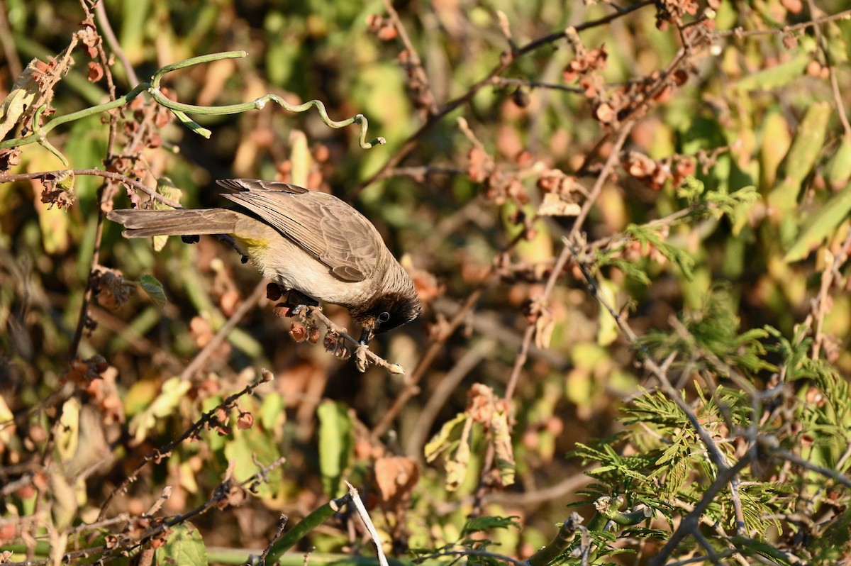 Common Bulbul (Dark-capped) - ML624069415