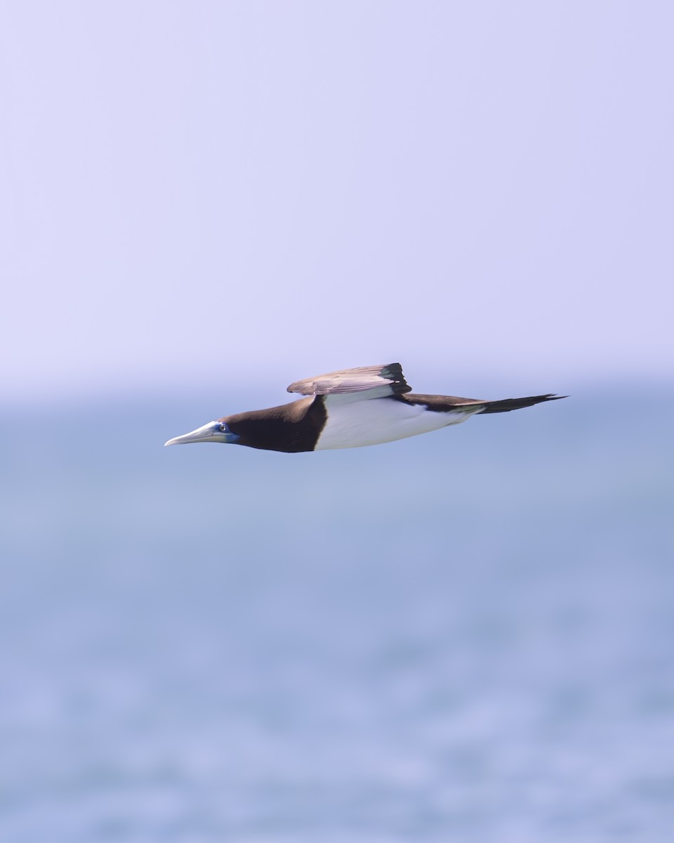 Brown Booby - ML624069416