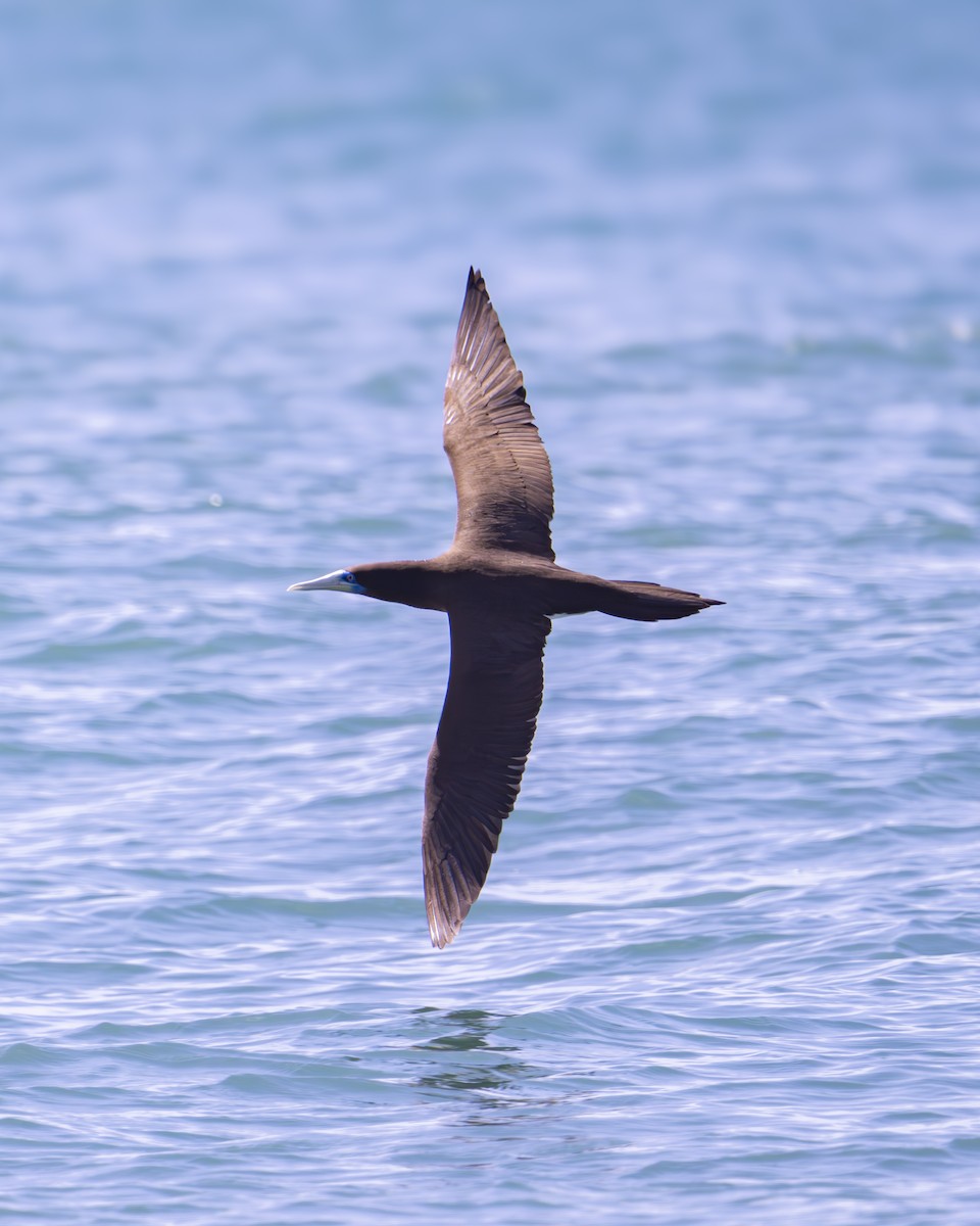 Brown Booby - ML624069417