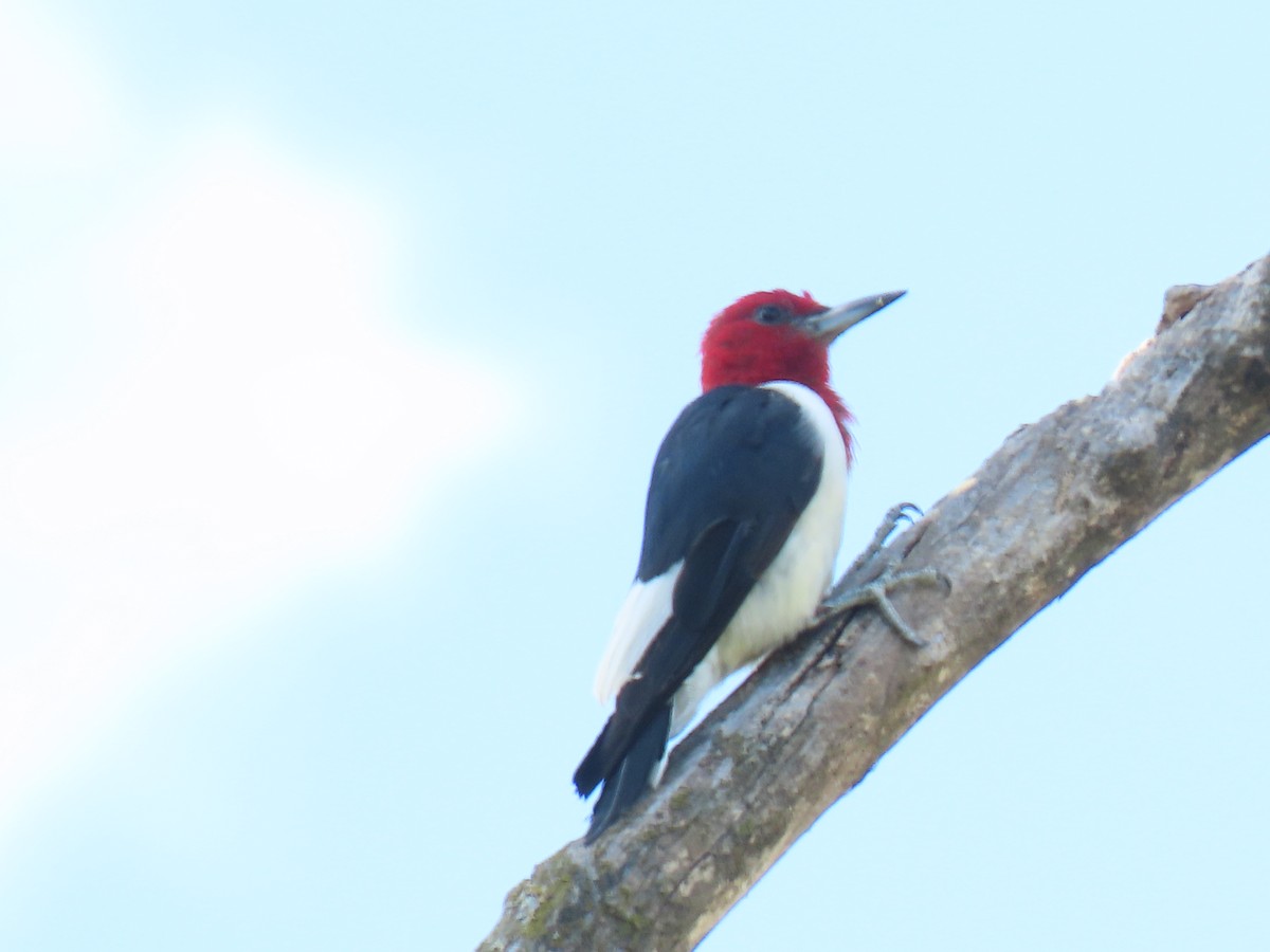 Red-headed Woodpecker - Rick Robinson