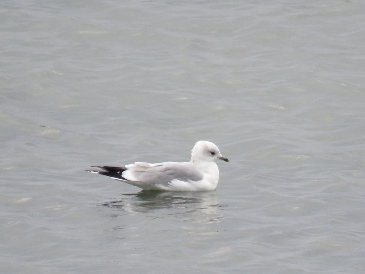 Gaviota Argéntea - ML624069431