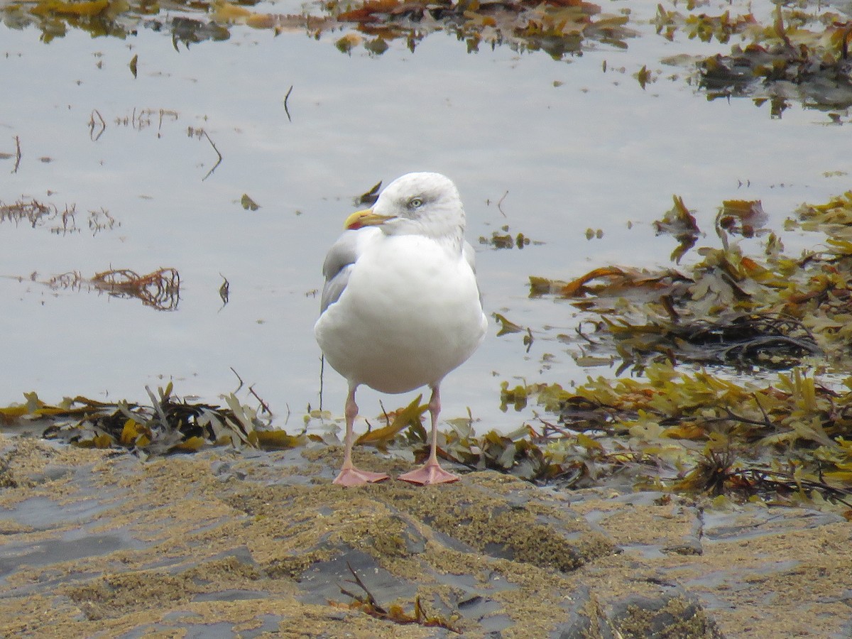 Gaviota Argéntea - ML624069432