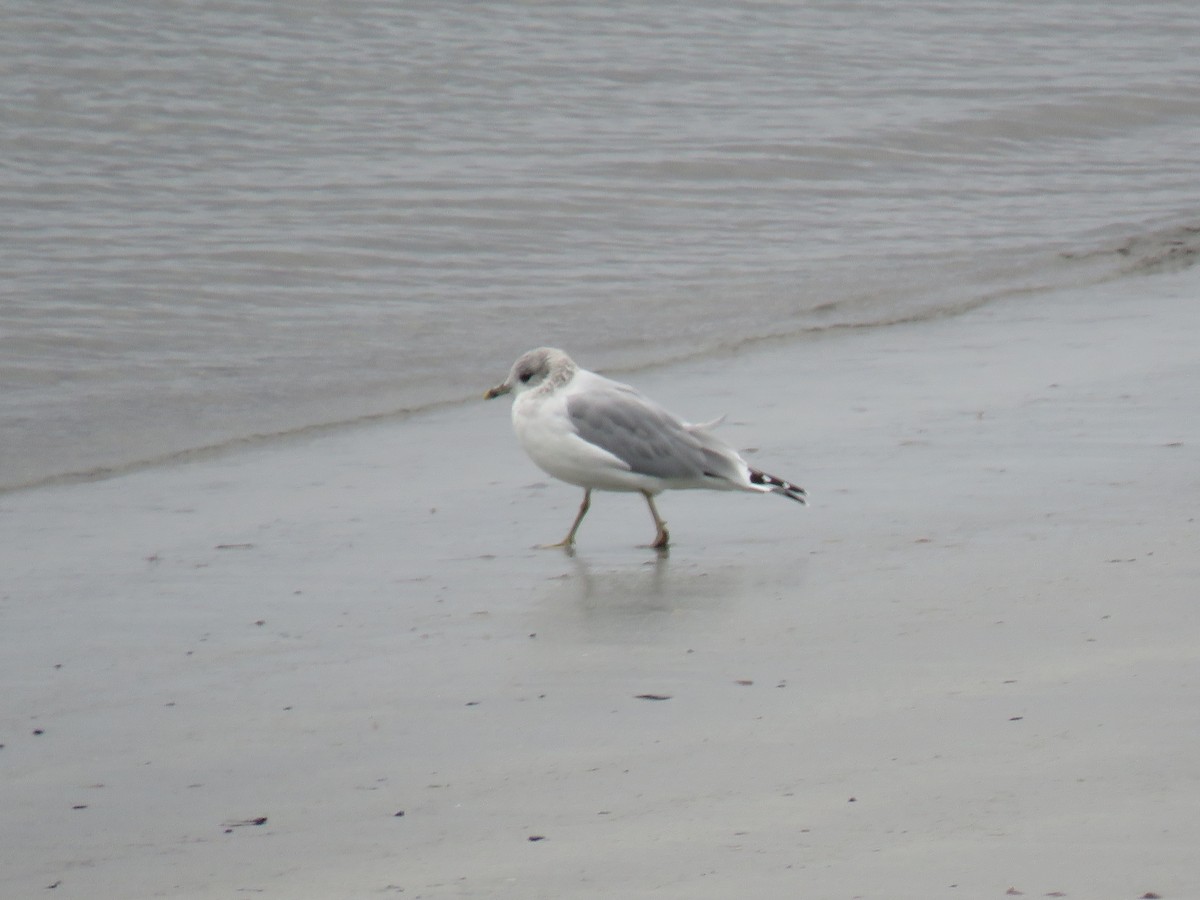 Gaviota Argéntea - ML624069433