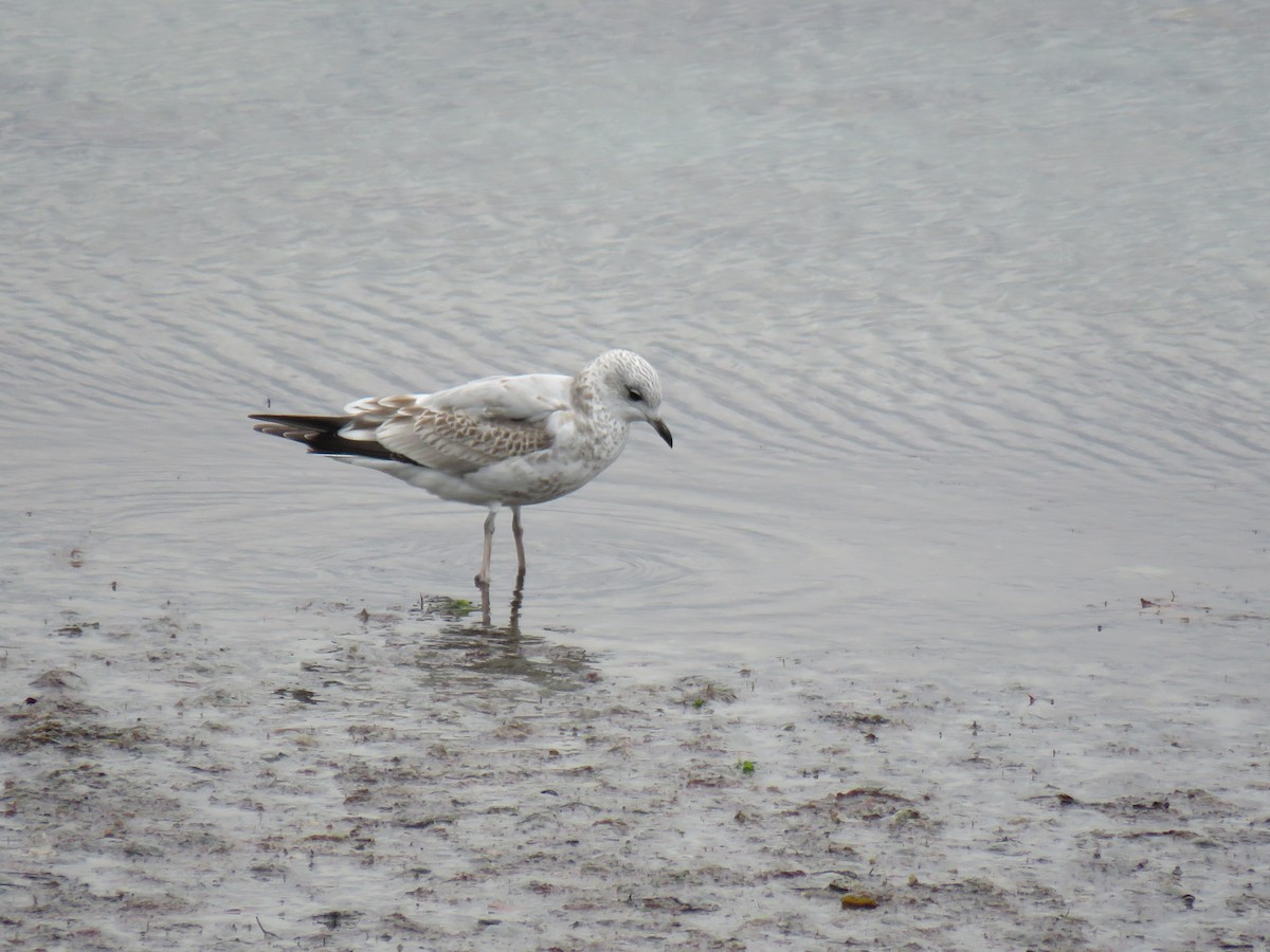 Gaviota Argéntea - ML624069434