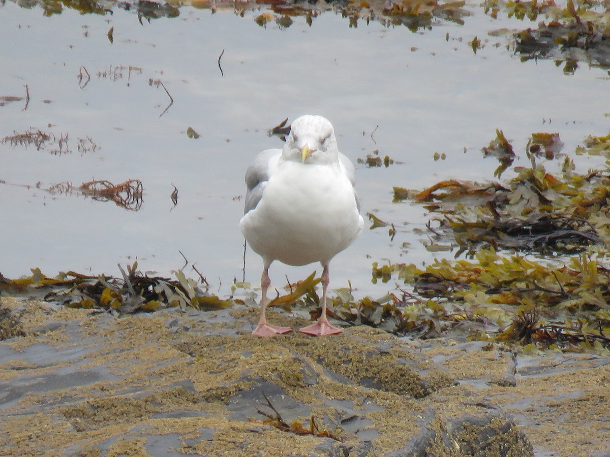 Gaviota Argéntea - ML624069435