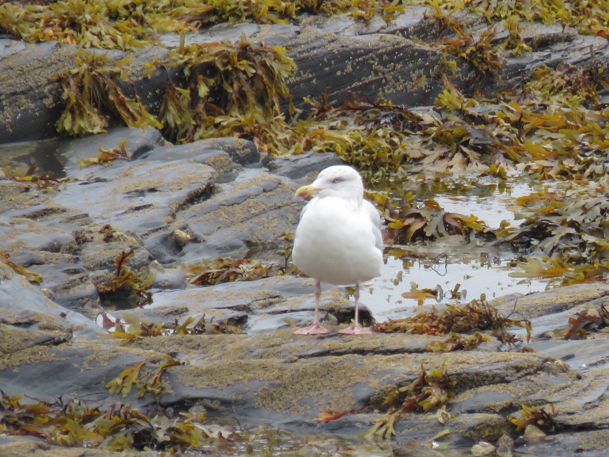 Gaviota Argéntea - ML624069437