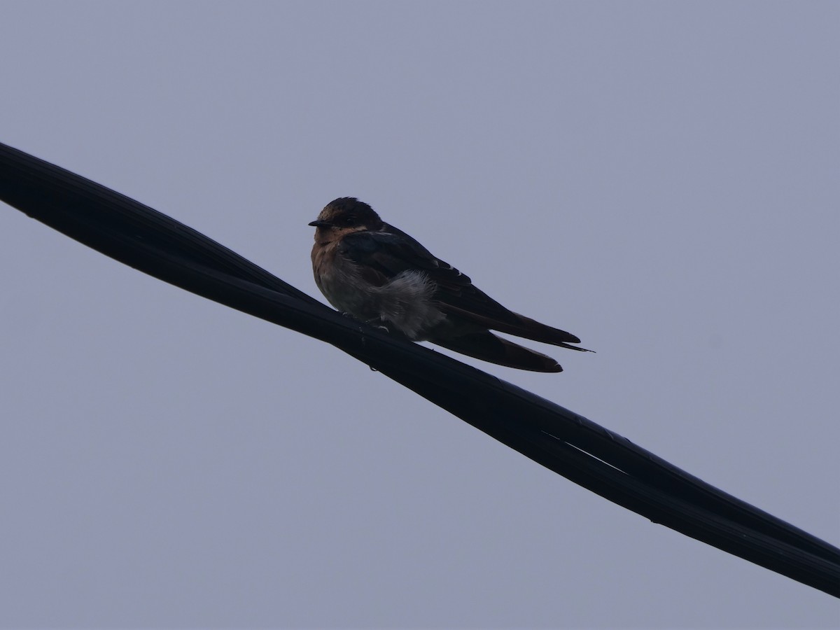 Golondrina Australiana - ML624069440