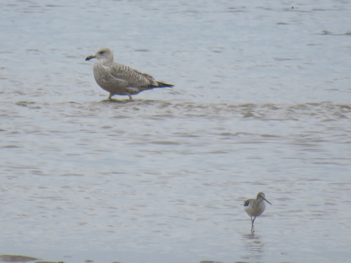 Gaviota Argéntea - ML624069449