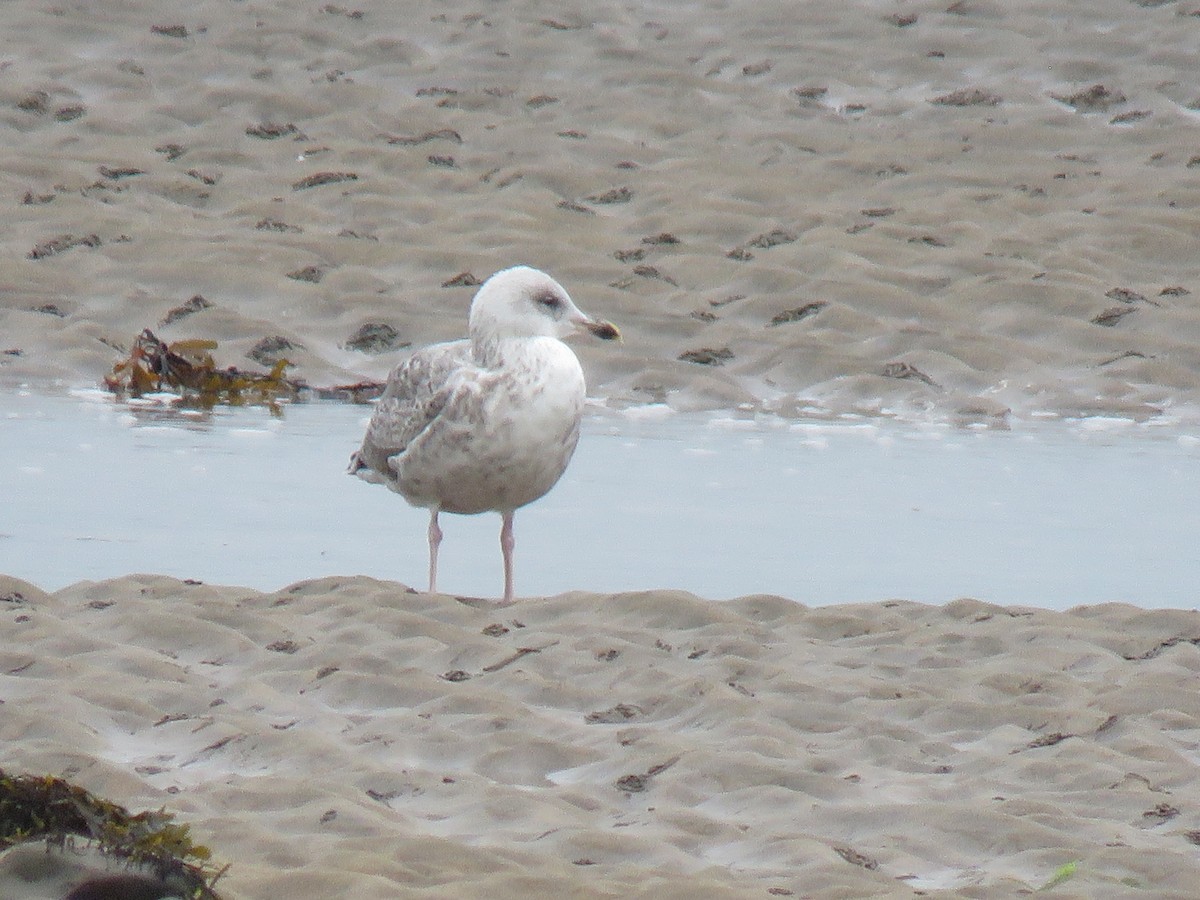 Gaviota Argéntea - ML624069450