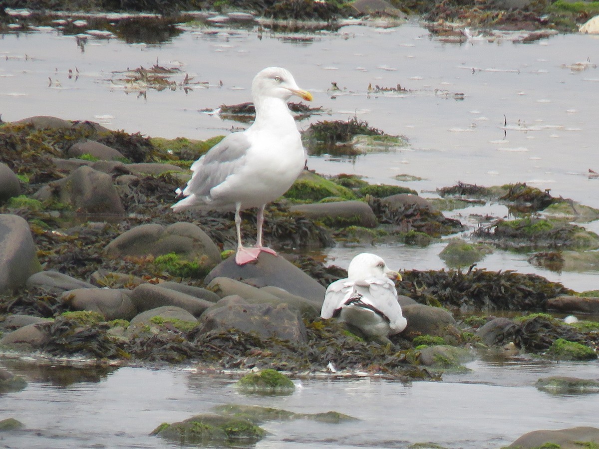 Gaviota Argéntea - ML624069451