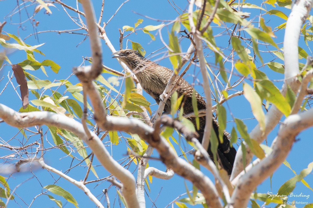 Pheasant Coucal - ML624069468