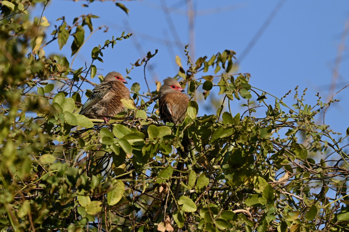 Red-faced Mousebird - ML624069472