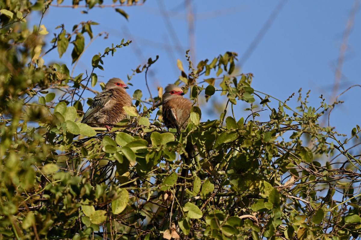 Red-faced Mousebird - ML624069473