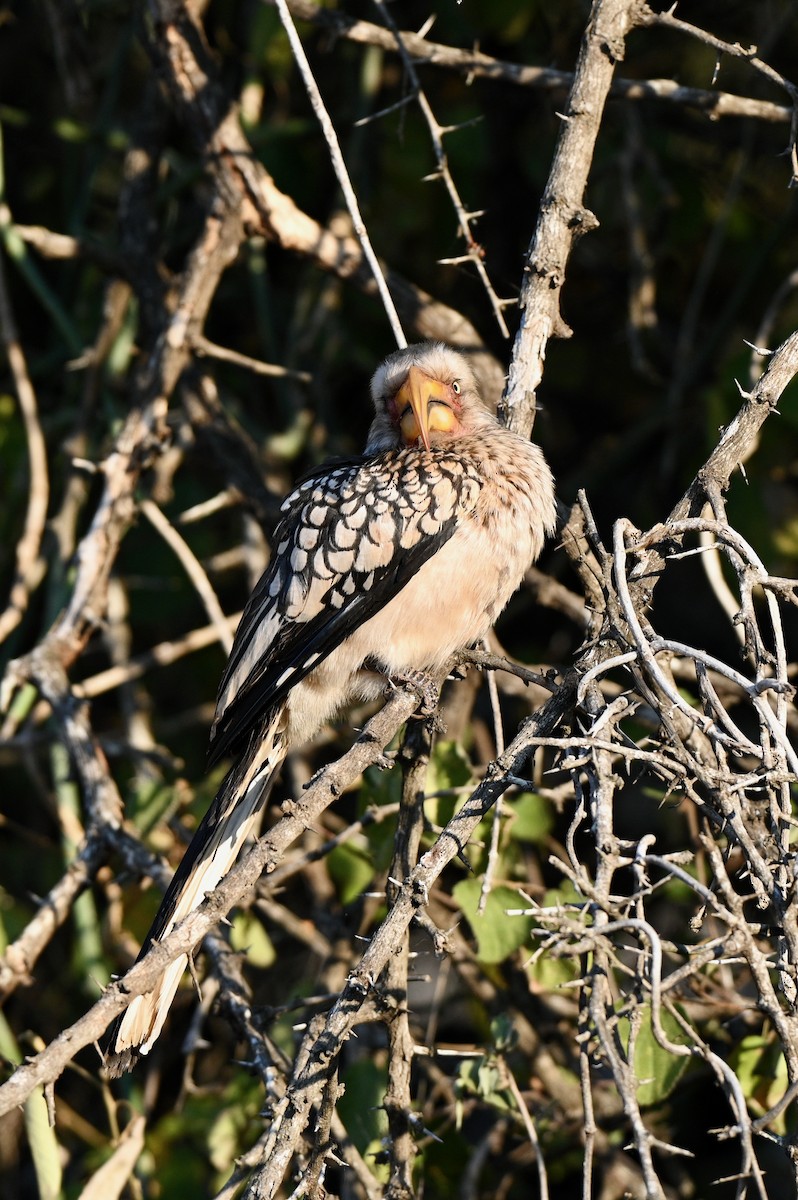 Southern Yellow-billed Hornbill - Aaron Marshall