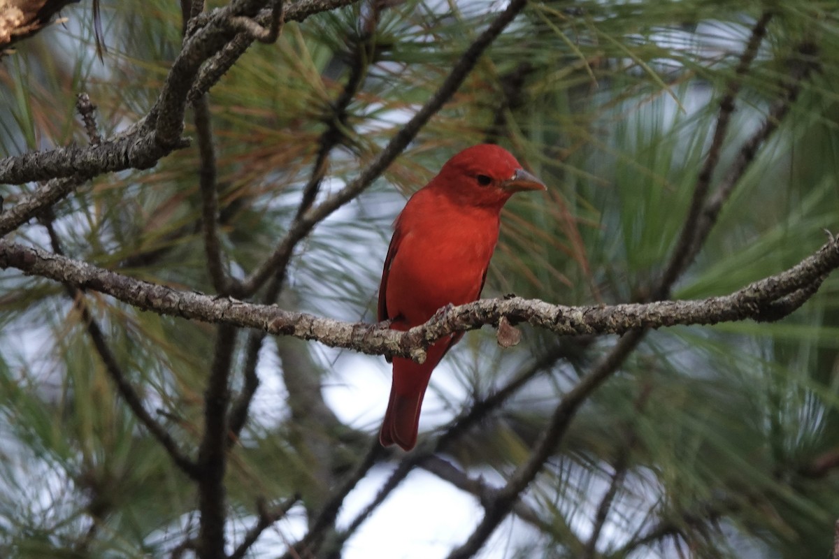 Summer Tanager - ML624069492