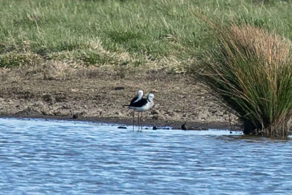 Pied Stilt - ML624069500
