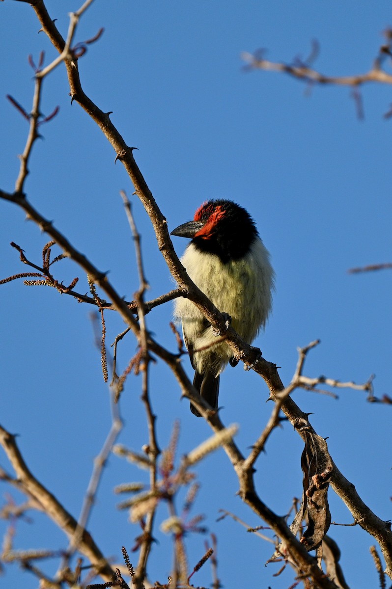 Black-collared Barbet - Aaron Marshall