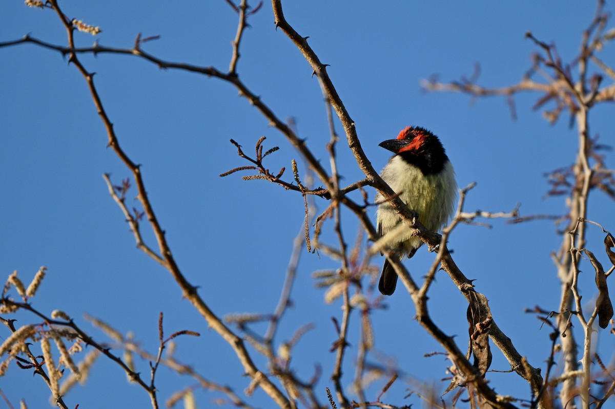 Black-collared Barbet - ML624069521