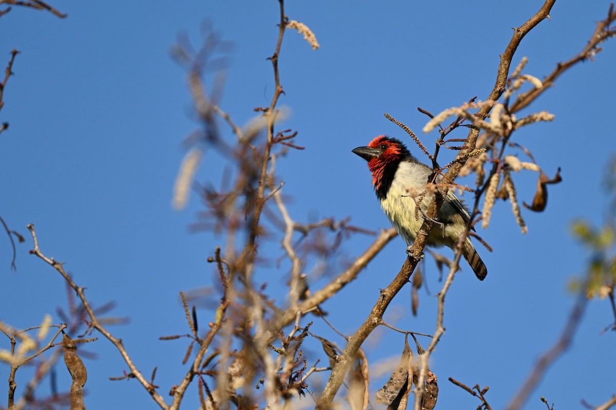 Black-collared Barbet - ML624069522