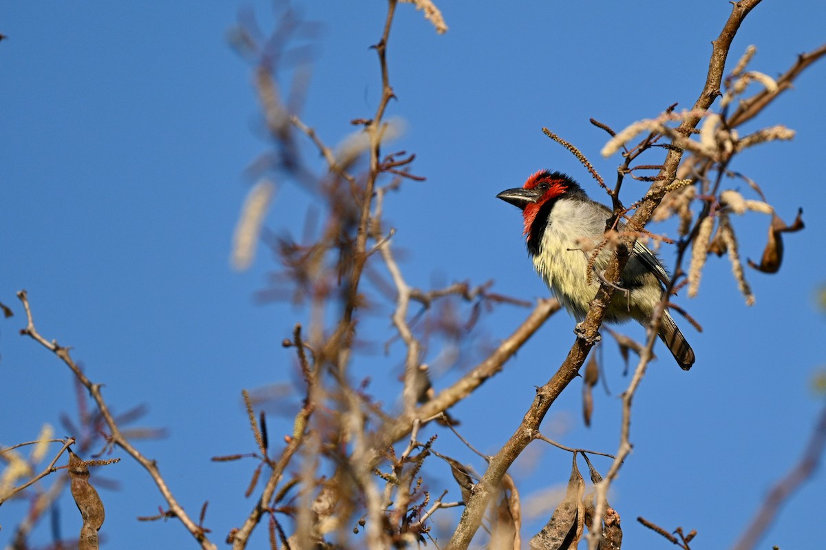 Black-collared Barbet - Aaron Marshall